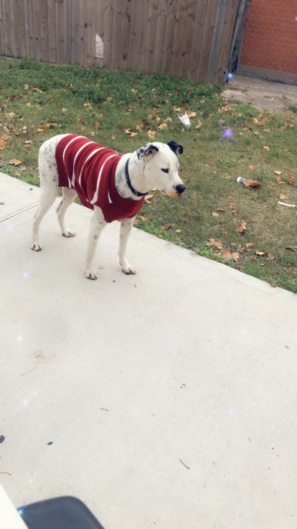 Safe Dog in Houston, TX