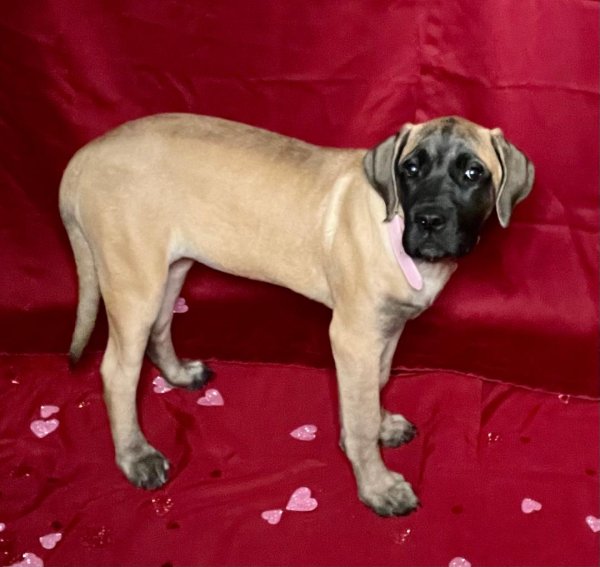 Safe Mastiff in Portsmouth, VA