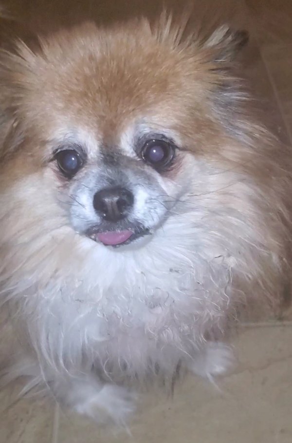 Safe Pomeranian in Denver, CO