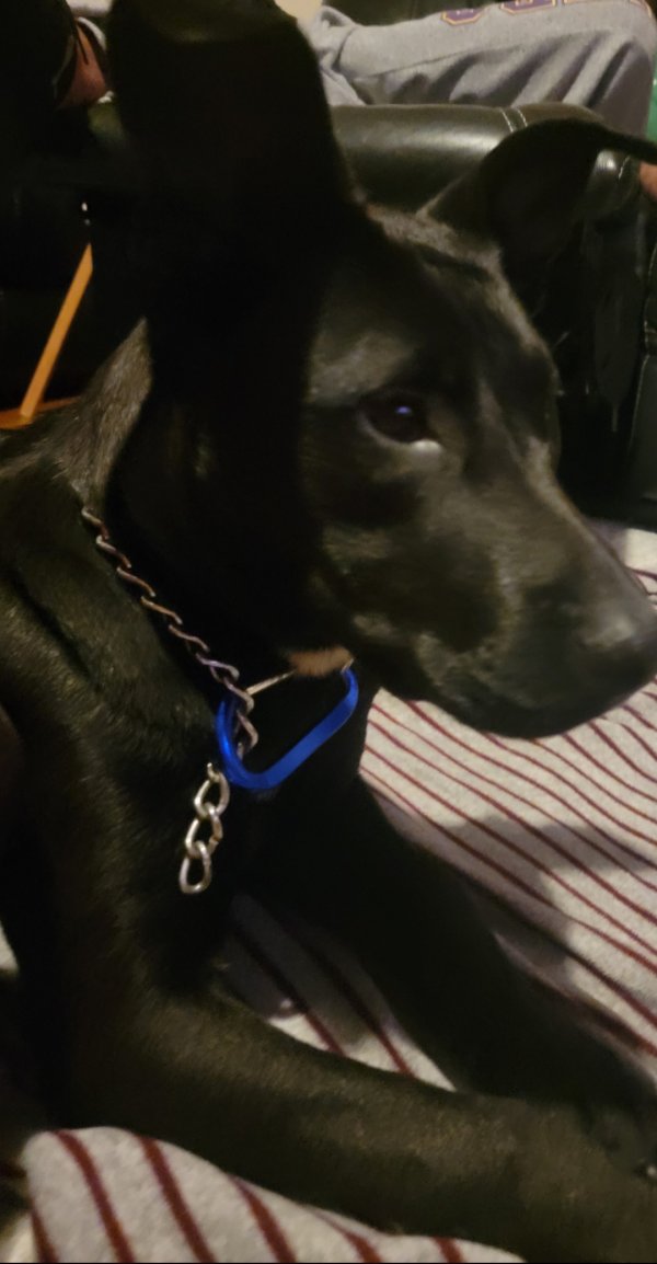 Safe Mutt in Inglewood, CA