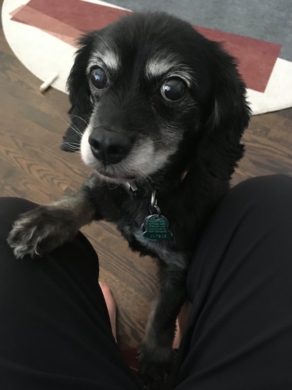 Lost Dog in Woodinville, WA
