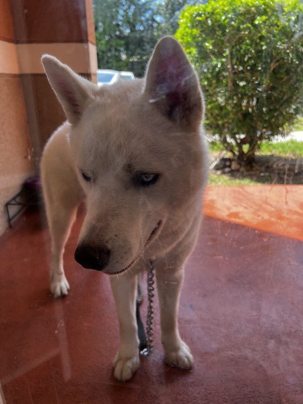 Safe Siberian Husky in Miami, FL