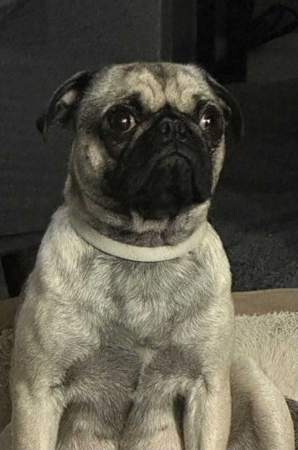 Lost Pug in Wichita, KS