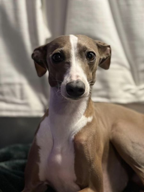 Lost Italian Greyhound in Wichita, KS