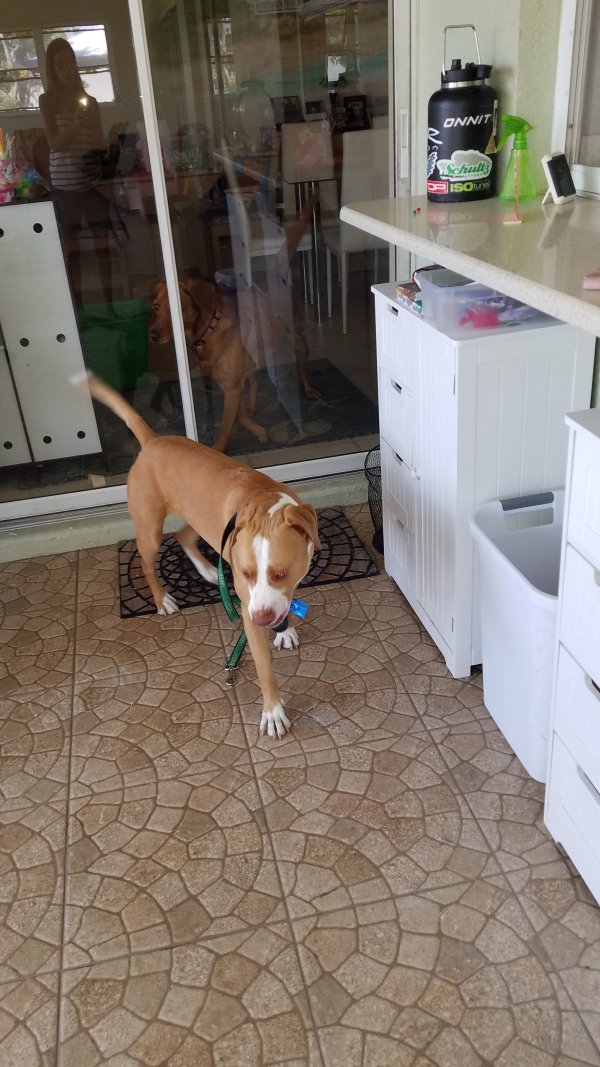 Safe Dog in Cape Coral, FL
