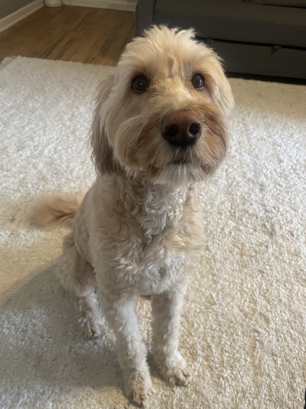 Lost Golden Retriever in Tennessee