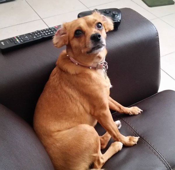Lost Chihuahua in Florida