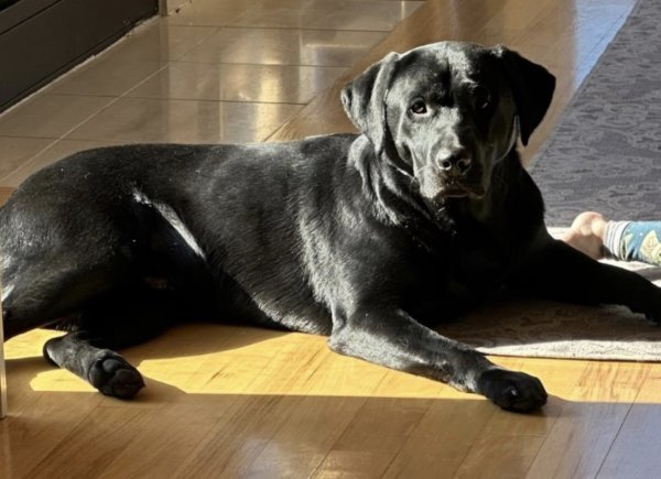Safe Labrador Retriever in Soddy Daisy, TN