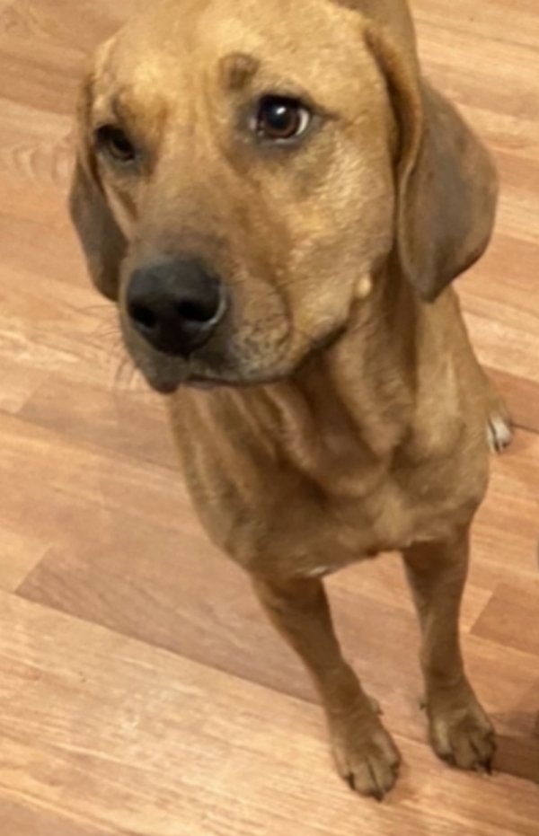 Safe Labrador Retriever in Tupelo, MS