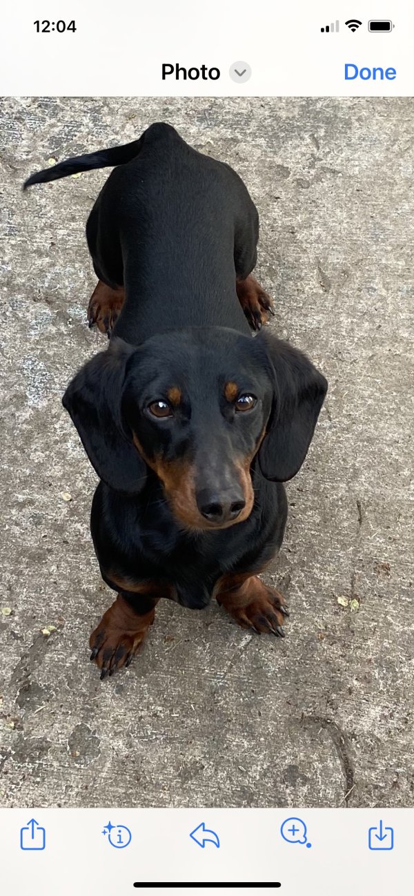Safe Dachshund in Fort Worth, TX