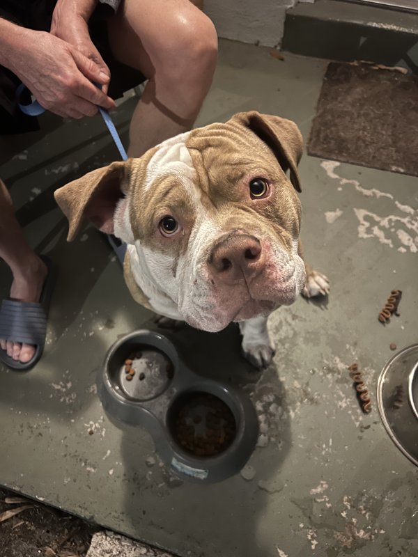 Found Pit Bull in Florida