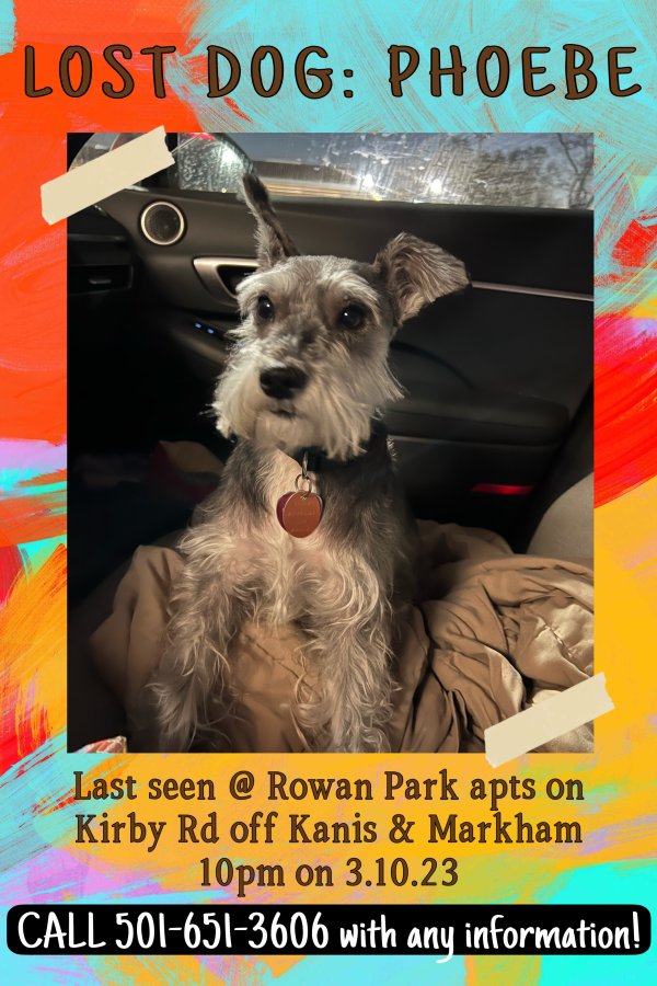 Safe Miniature Schnauzer in Little Rock, AR