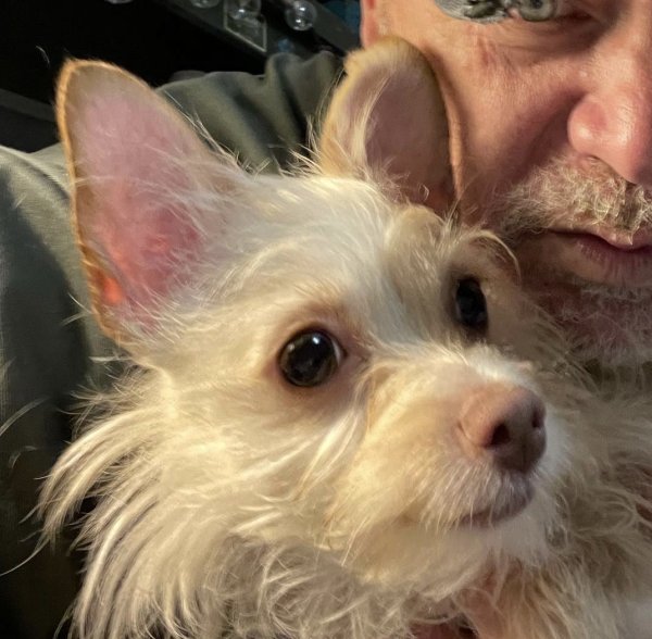 Safe Chihuahua in Albuquerque, NM