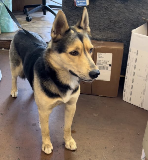 Found German Shepherd Dog in Florida