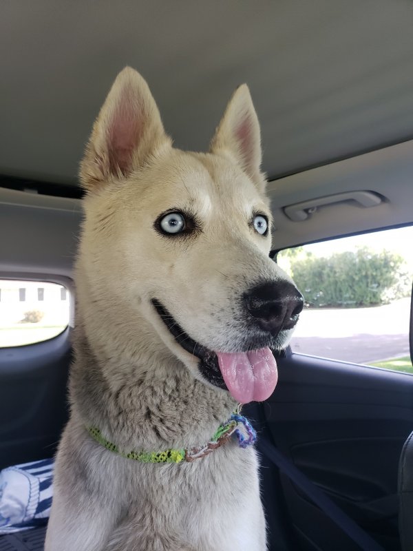 Safe Siberian Husky in Phoenix, AZ
