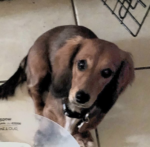 Safe Dachshund in Fort Worth, TX