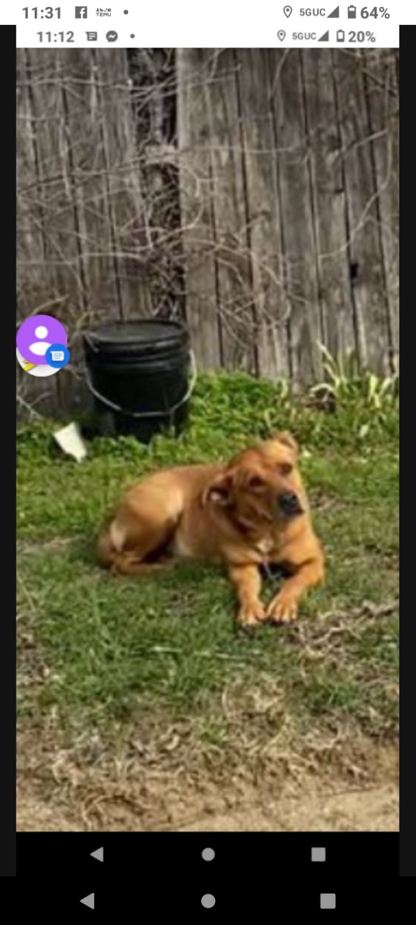 Safe Pit Bull in Fort Worth, TX