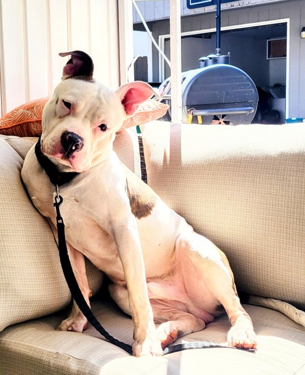 Safe Pit Bull in Charlotte, NC