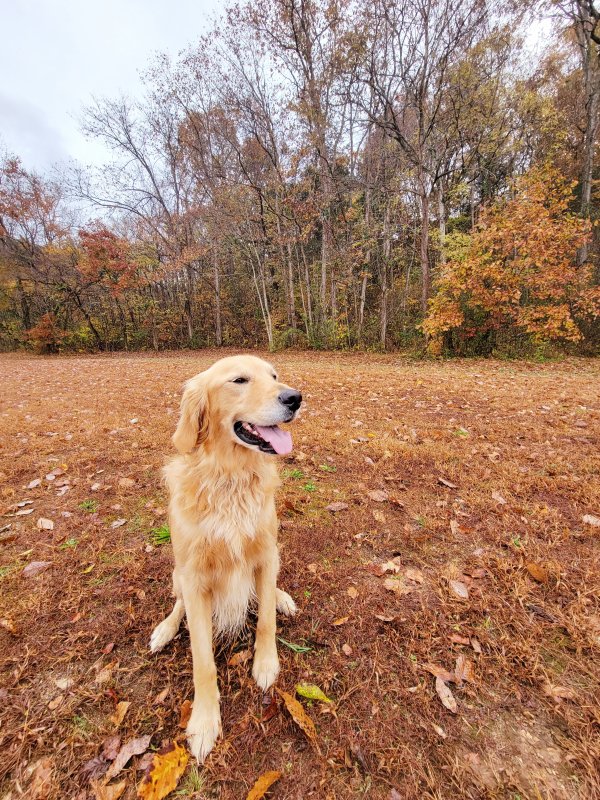 Safe Golden Retriever in Woodbury, TN
