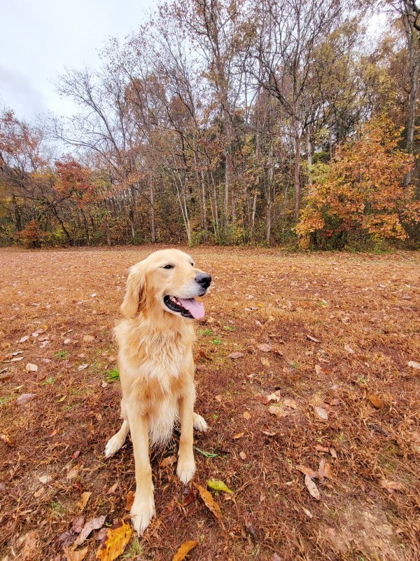 Lost Golden Retriever in Tennessee
