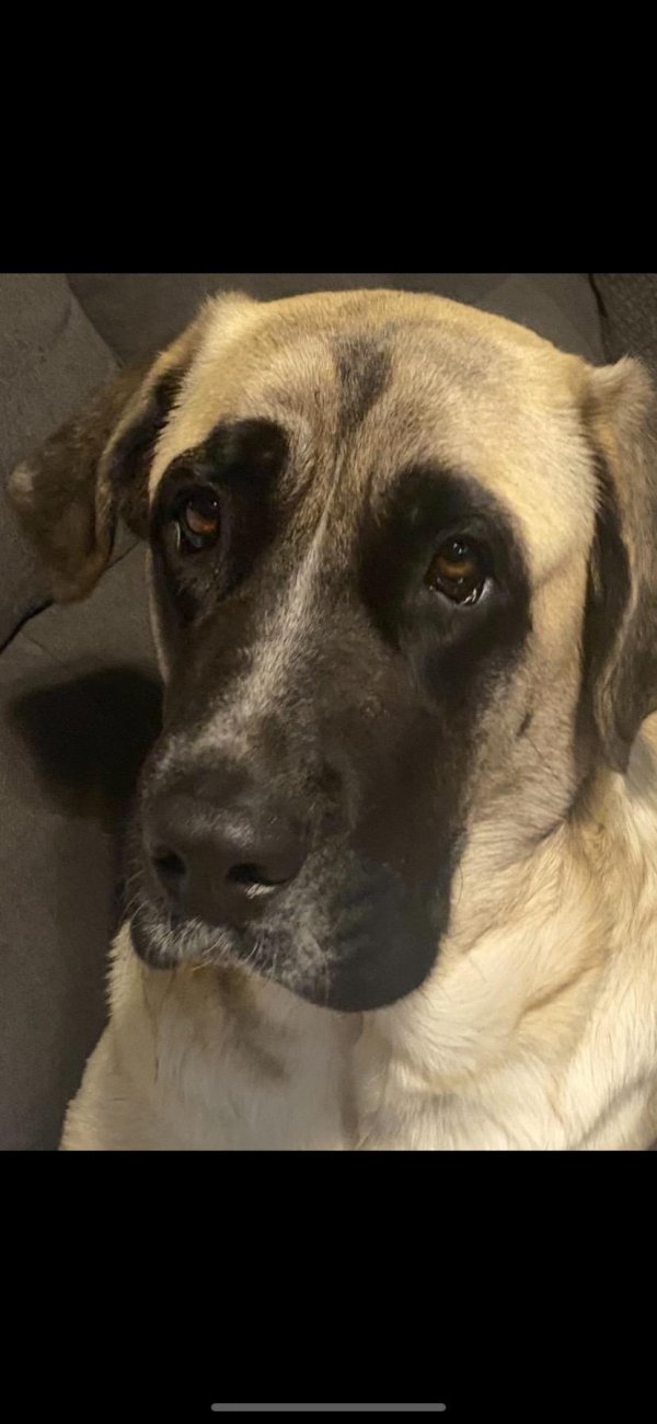 Safe Anatolian Shepherd Dog in Oklahoma City, OK