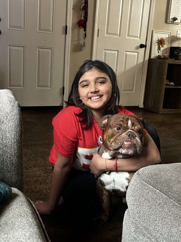 Safe English Bulldog in Wichita, KS