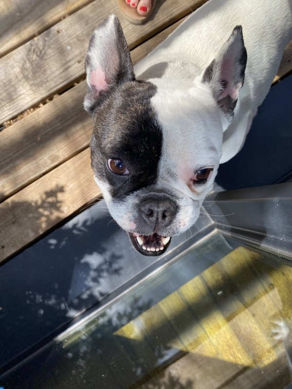 Safe French Bulldog in Dallas, TX
