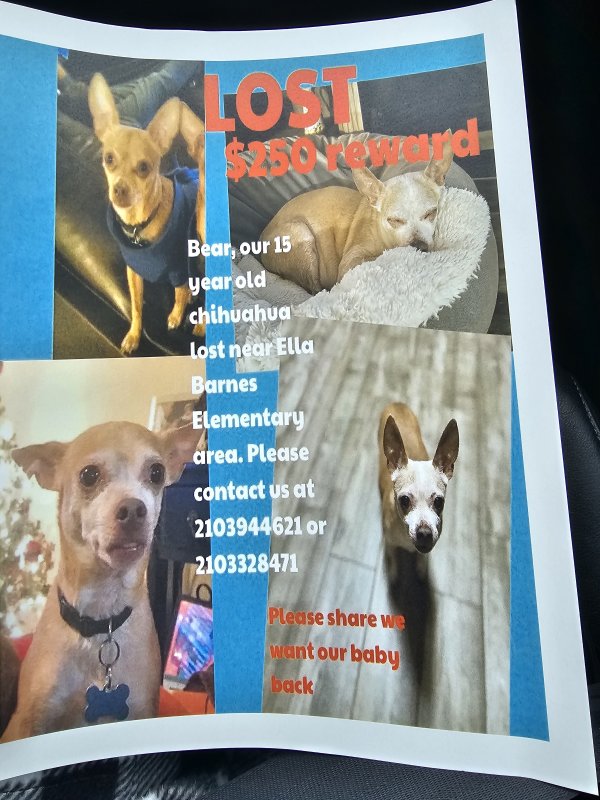 Safe Chihuahua in Corpus Christi, TX