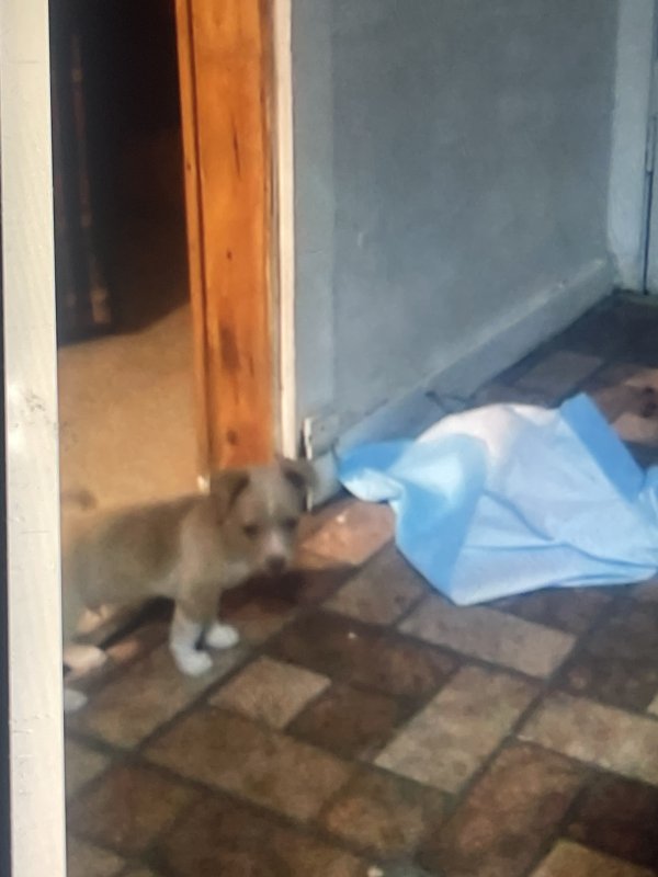 Safe Chihuahua in Fort Worth, TX