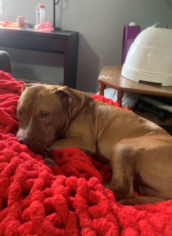 Lost Pit Bull in Maryland