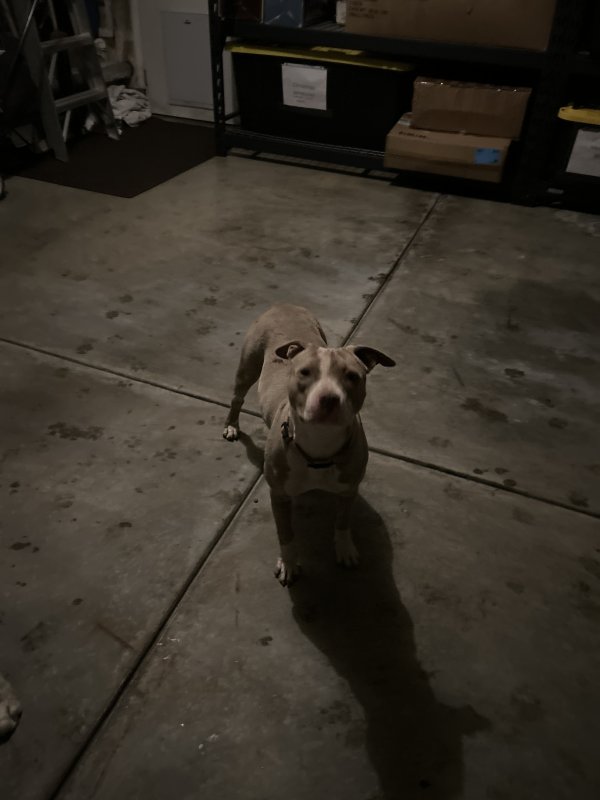 Safe Pit Bull in Antioch, CA