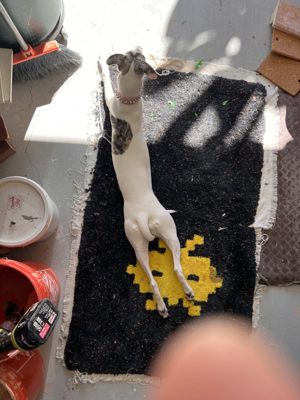 Safe Whippet in San Diego, CA