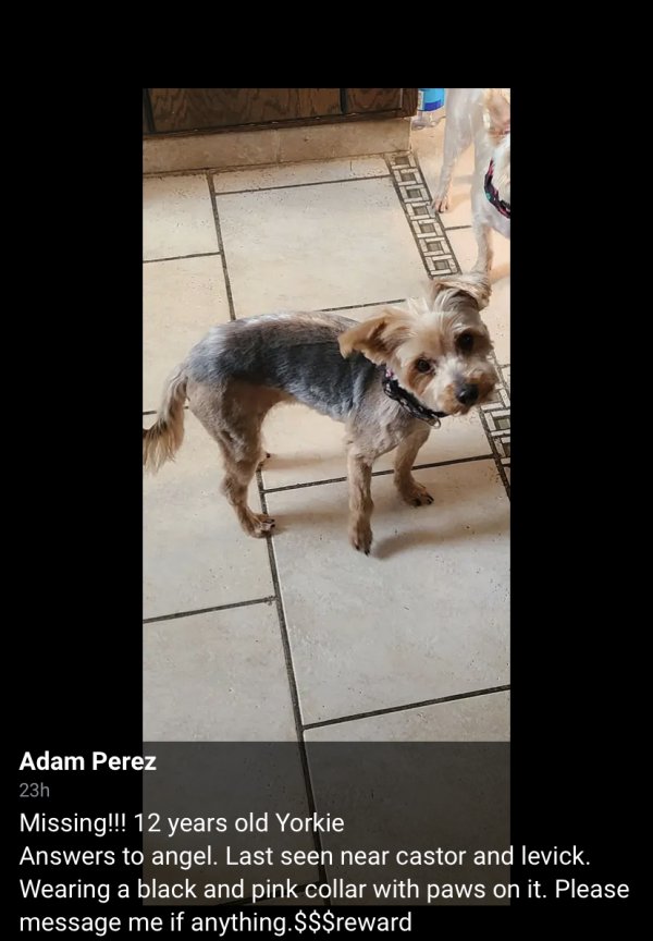 Safe Yorkshire Terrier in Philadelphia, PA
