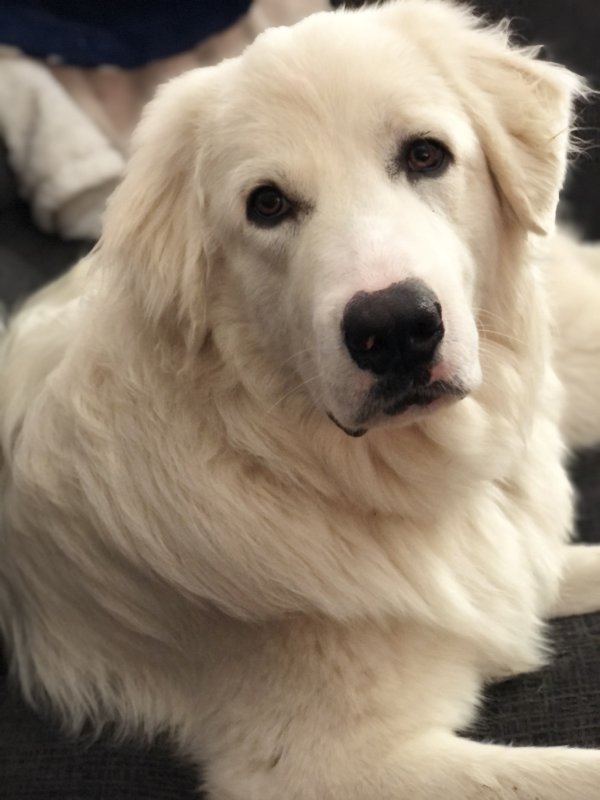 Lost Great Pyrenees in Texas