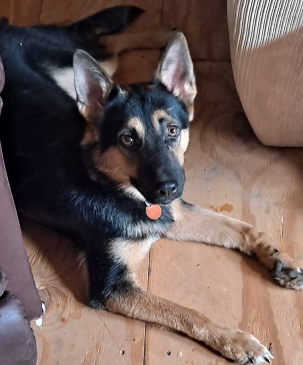Safe German Shepherd Dog in Waldron, AR