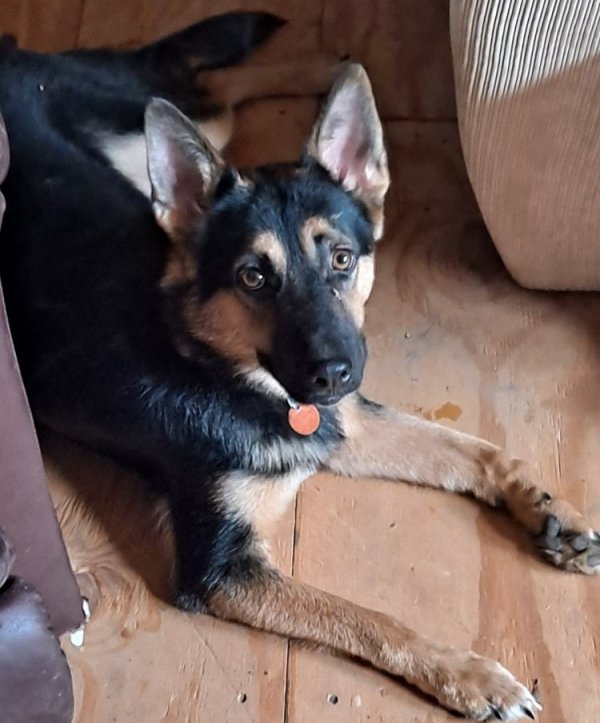 Stolen German Shepherd Dog in Waldron, AR