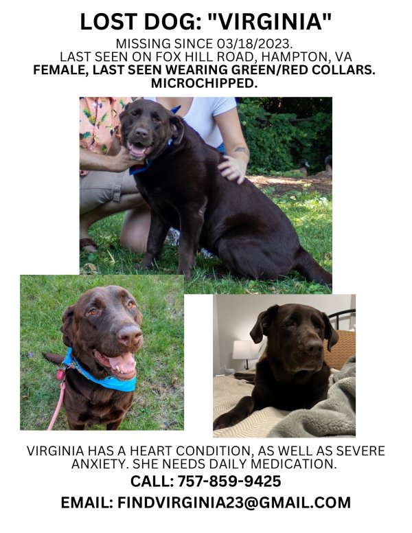 Lost Labrador Retriever in Virginia