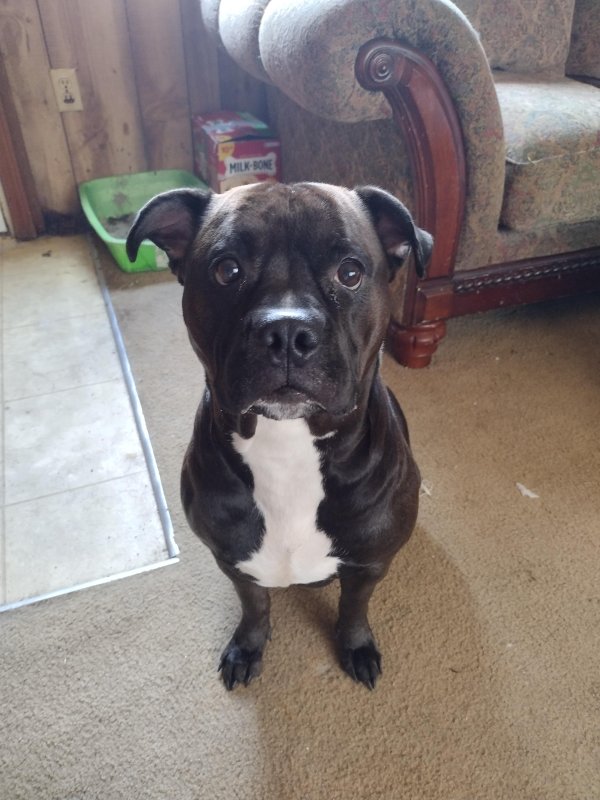 Safe Pit Bull in Rochester, NY