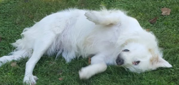 Safe Great Pyrenees in Providence, KY