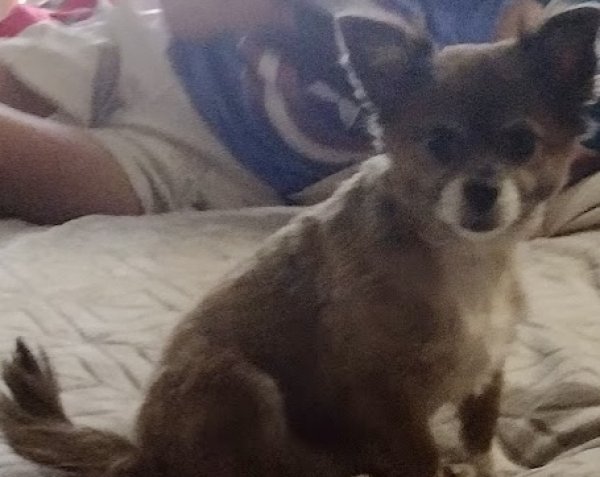 Lost Chihuahua in Nevada