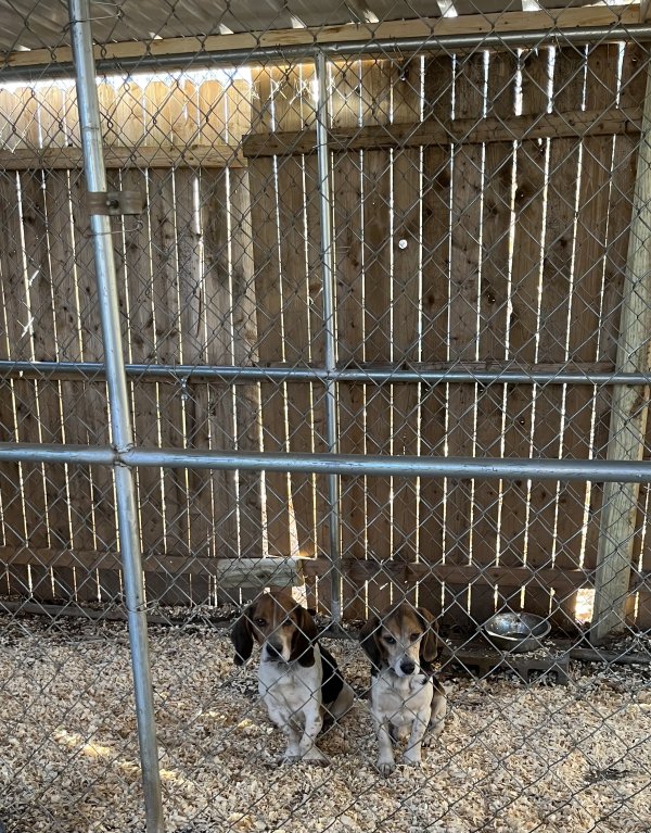 Safe Beagle in Forest, VA
