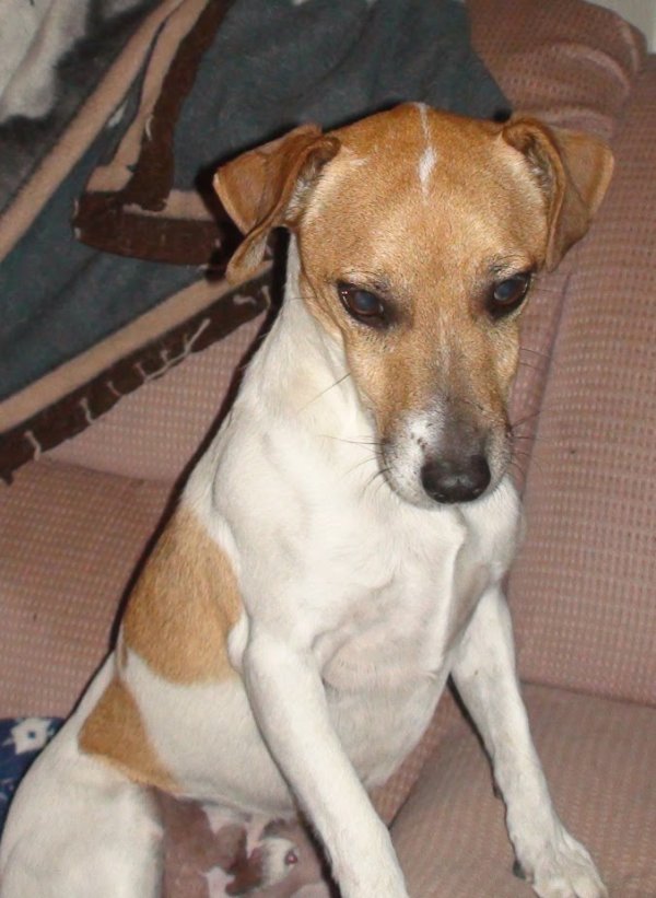 Lost Jack Russell Terrier in Nevada