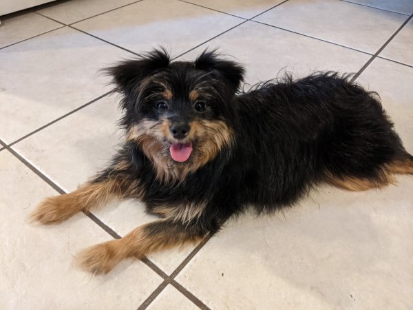 Lost Yorkshire Terrier in Nevada