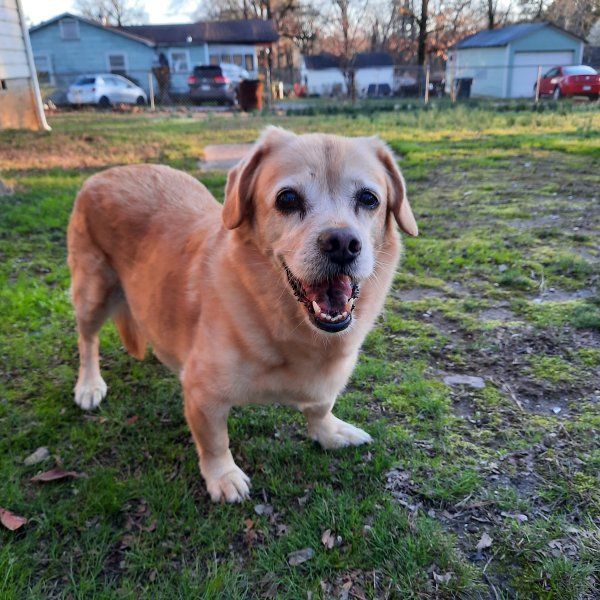 Safe Cardigan Welsh Corgi in Little Rock, AR