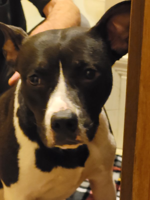 Safe Pit Bull in Clairton, PA