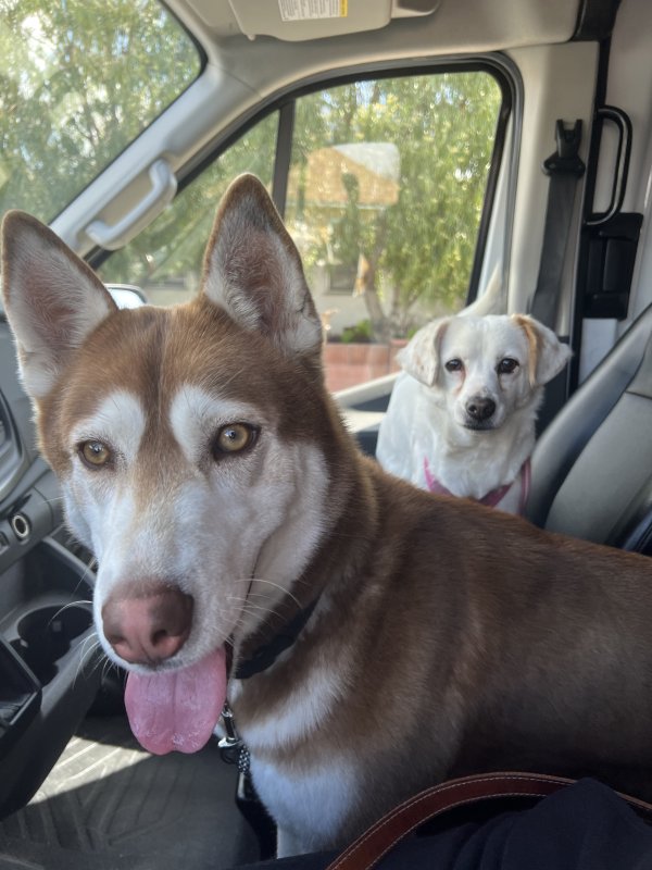 Safe Siberian Husky in Lakewood, CA