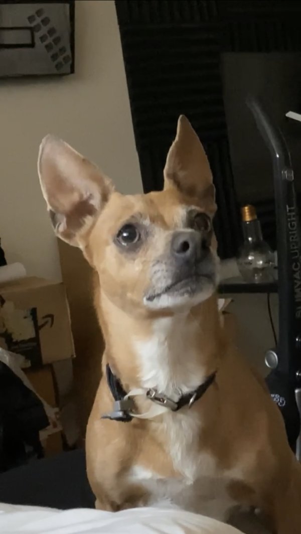 Lost Chihuahua in Everett, WA