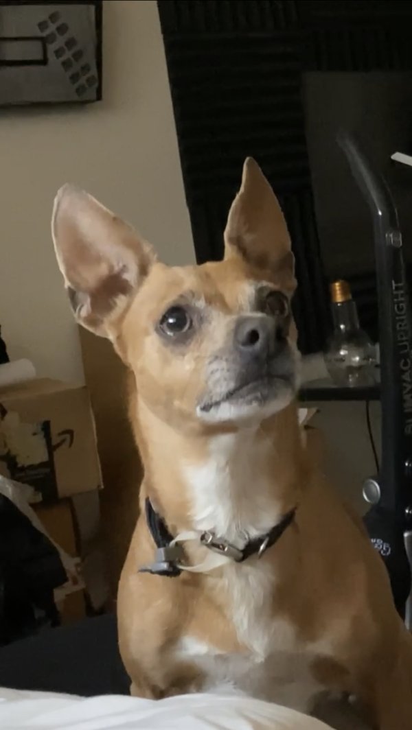 Safe Chihuahua in Everett, WA