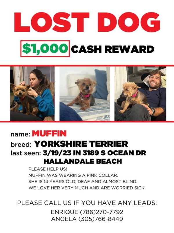 Safe Yorkshire Terrier in North Miami Beach, FL