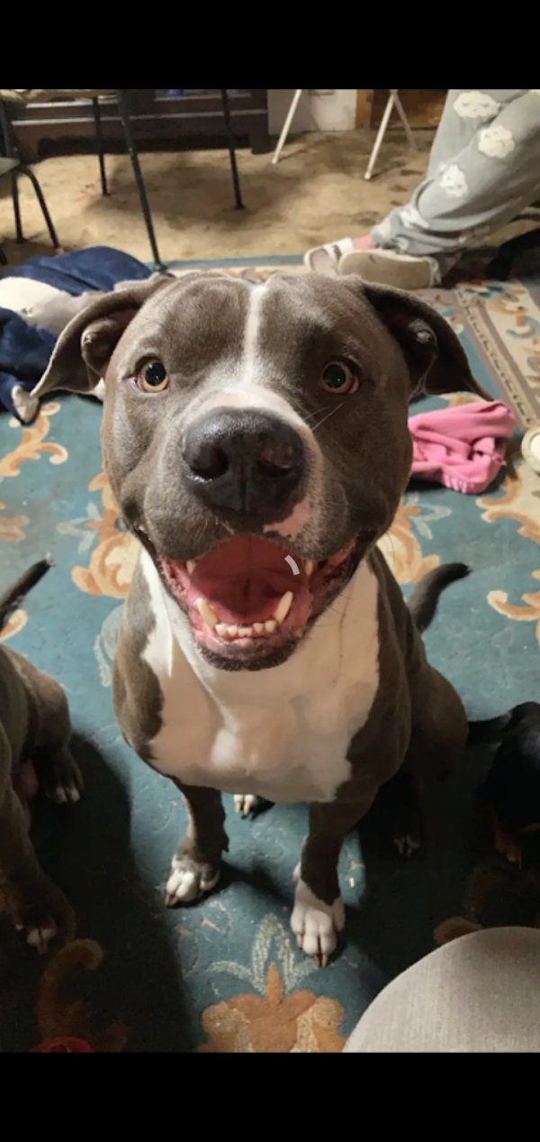 Safe Pit Bull in Altoona, KS